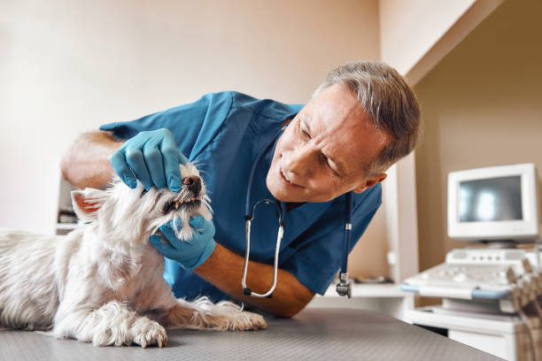  Mccordsville, IN Emergency Dentist Pros